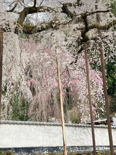 秩父の清雲寺の枝垂れ桜